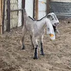 دواغير تيوس