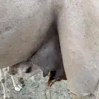 بكره محور تحتها قعود