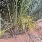 نخل مثمر للبيع توصيل من القصيم