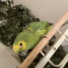 بغبغاء أمازون
