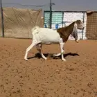 عنز مقنوي طيبه