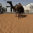 بكر تحتها قعود