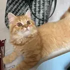 قط للتبني