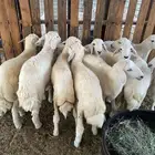 خرفان و رخال حريه