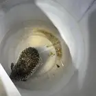قنافذ للبيع