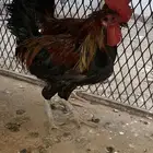 تم البيع