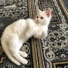 اتنين أنثى شيرازى عمر شهرين