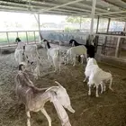 الخرج اليمامة