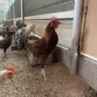 ديكة بلدي وفيومي