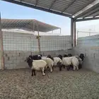 خرفان نعيم