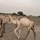 بكره اركيه