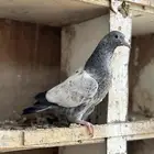طبات بكستاني