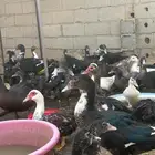 بط مصري العمر من ثلالث شهور ال ثمن اشهور