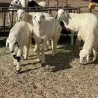خرفان للبيع