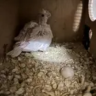 سلام عليكم فرخ كروان ابيض