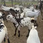 تيوس للبيع