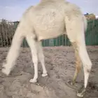 قعود توه مفرود من امه عمره 11شهر فل شحم نظيف من جميع العذار