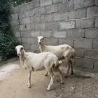نعجه منتوج