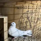 حمام نوع وحشي انتج تحته فرخ وبيضه الفرخ عمره يوم