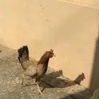 دجاجه صحه 100 الديوكه صحه100