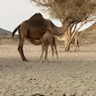 ناقه خلفه حليبها وسط هديه مشروطه