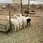خرفان