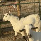 تيوس مرباه للبيع