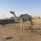 شقحا مبيوع ولدها
