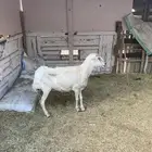 رفيديه