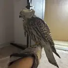 للبيع باشق.