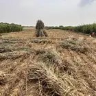 قصب يابس واخضر وجيم للبيع