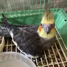 طير كروان نص أليف مادري وش التعب ألي فيه وحده من أصابعه
