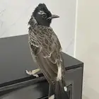 للبيع ذكر بلبول كشمير بطل