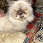 قطط شيرازي هيمالايا للبيع