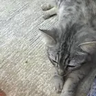 تبني قطه مع كرت التطعيم حقها وأغراضها معاها