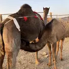 عشراء صفراء تحتها قعود طيب الناقه تممم البيععع