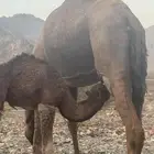 ناقه خضراء