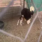 رخل معها رخل