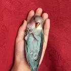 طير روز اليف هدد نشبههالكبار