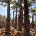 نخل زينه واشنطن