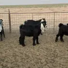 تيوس طيبه