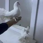 حمام رقاص على السوم