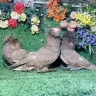 للبيع مجموعة بخارات حمر
