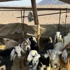 جفار مصريات مقنوي فل شحم