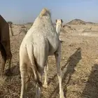 حاشي لباني على الحليب