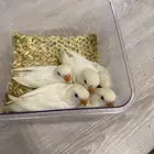 فروخ روز البينو عيون حمر هددات نهاية غر