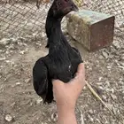 دجاج ميولي سنفور
