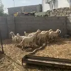 للبيع رخيل تربيه جدا