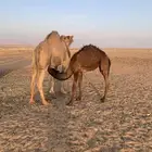 ناقة للبيع