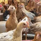 صوص بلدي العمر شهرين